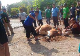 IDUL ADHA, : ADA YANG BERKORBAN KAMBING DAN ADA YANG BERKORBAN SAPI.